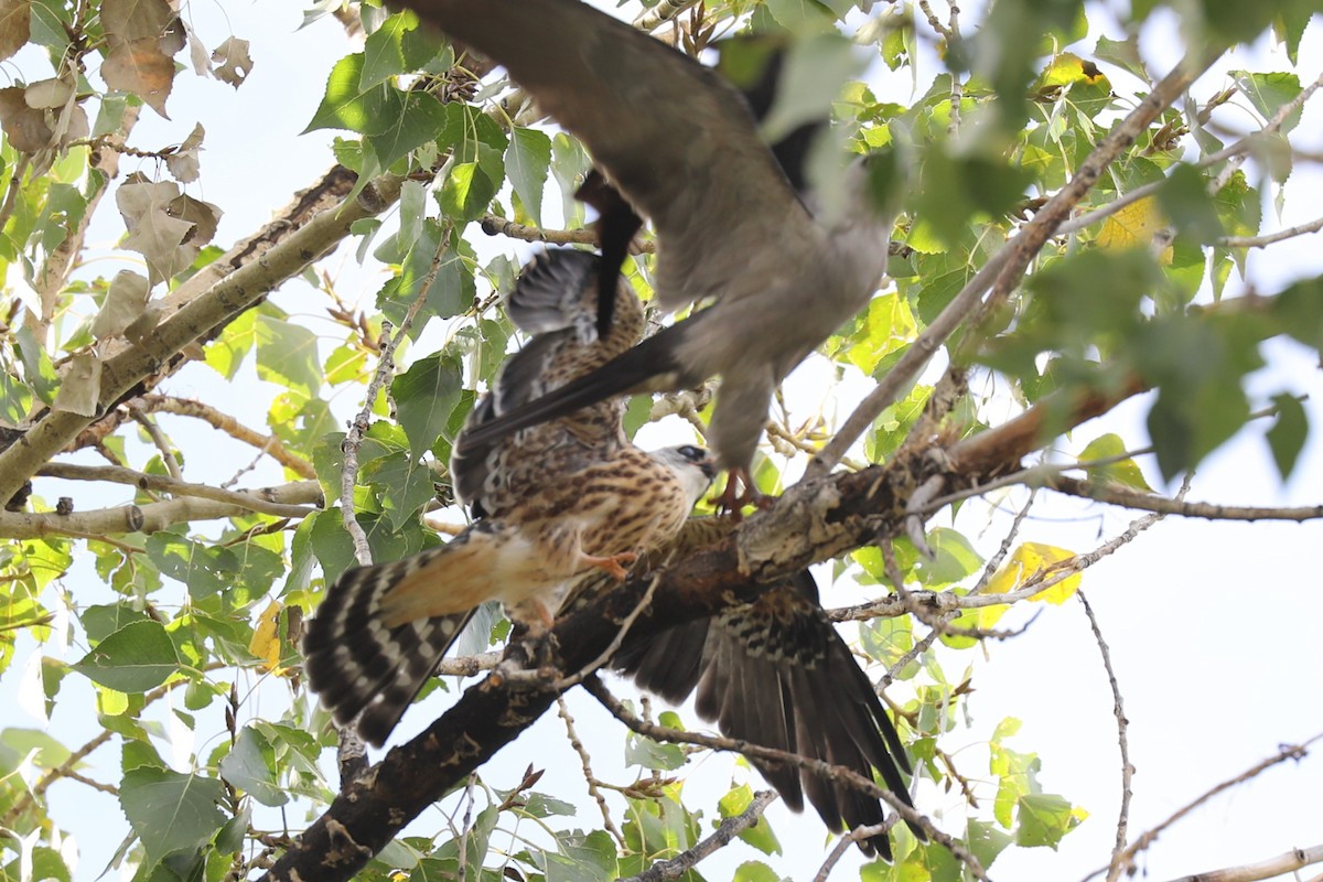Mississippi Kite - ML642191272