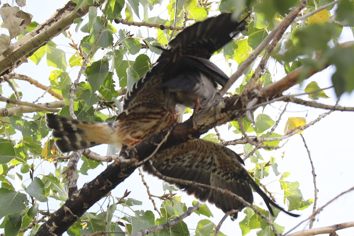 Mississippi Kite - ML642191273