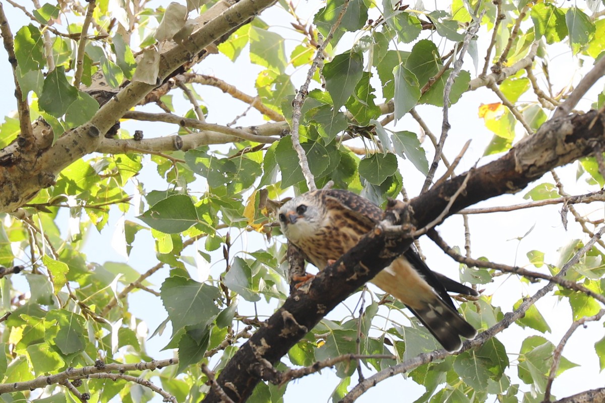 Mississippi Kite - ML642191274