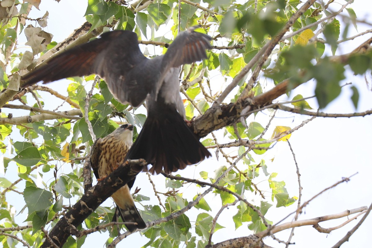 Mississippi Kite - ML642191275