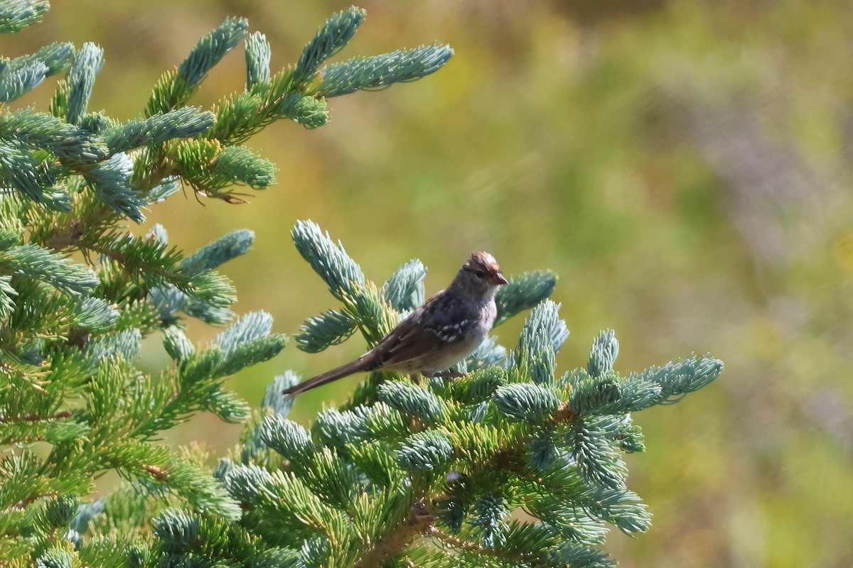 White-crowned Sparrow - ML642191288