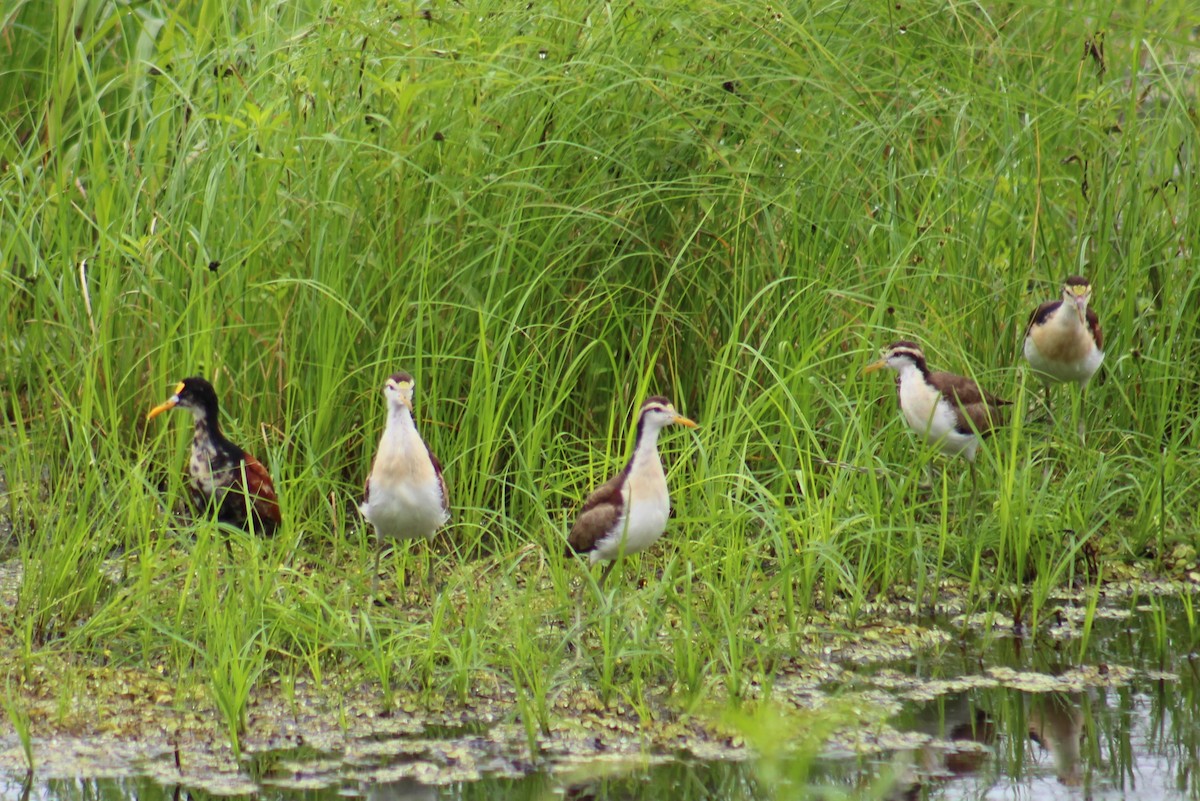 Northern Jacana - ML642191300