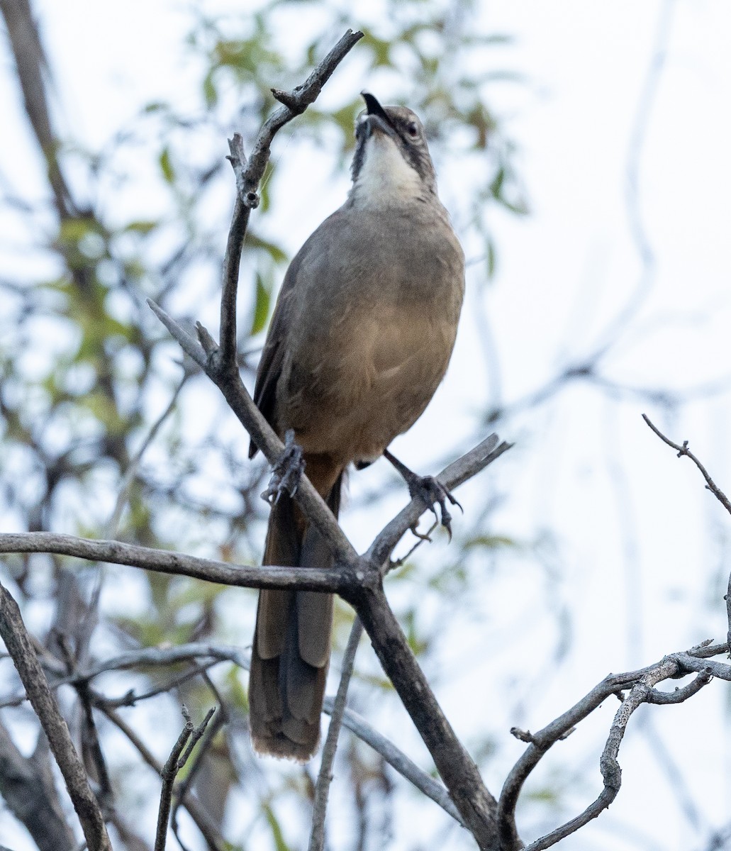 California Thrasher - ML642191307