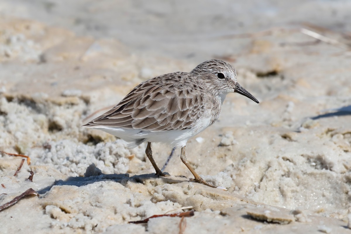 Least Sandpiper - ML642191323