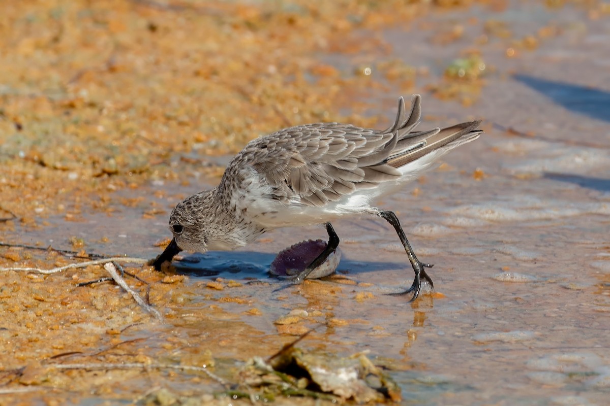 Least Sandpiper - ML642191326