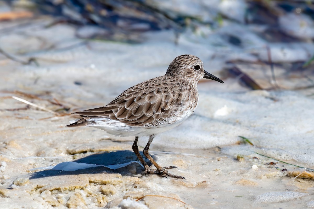 Least Sandpiper - ML642191328