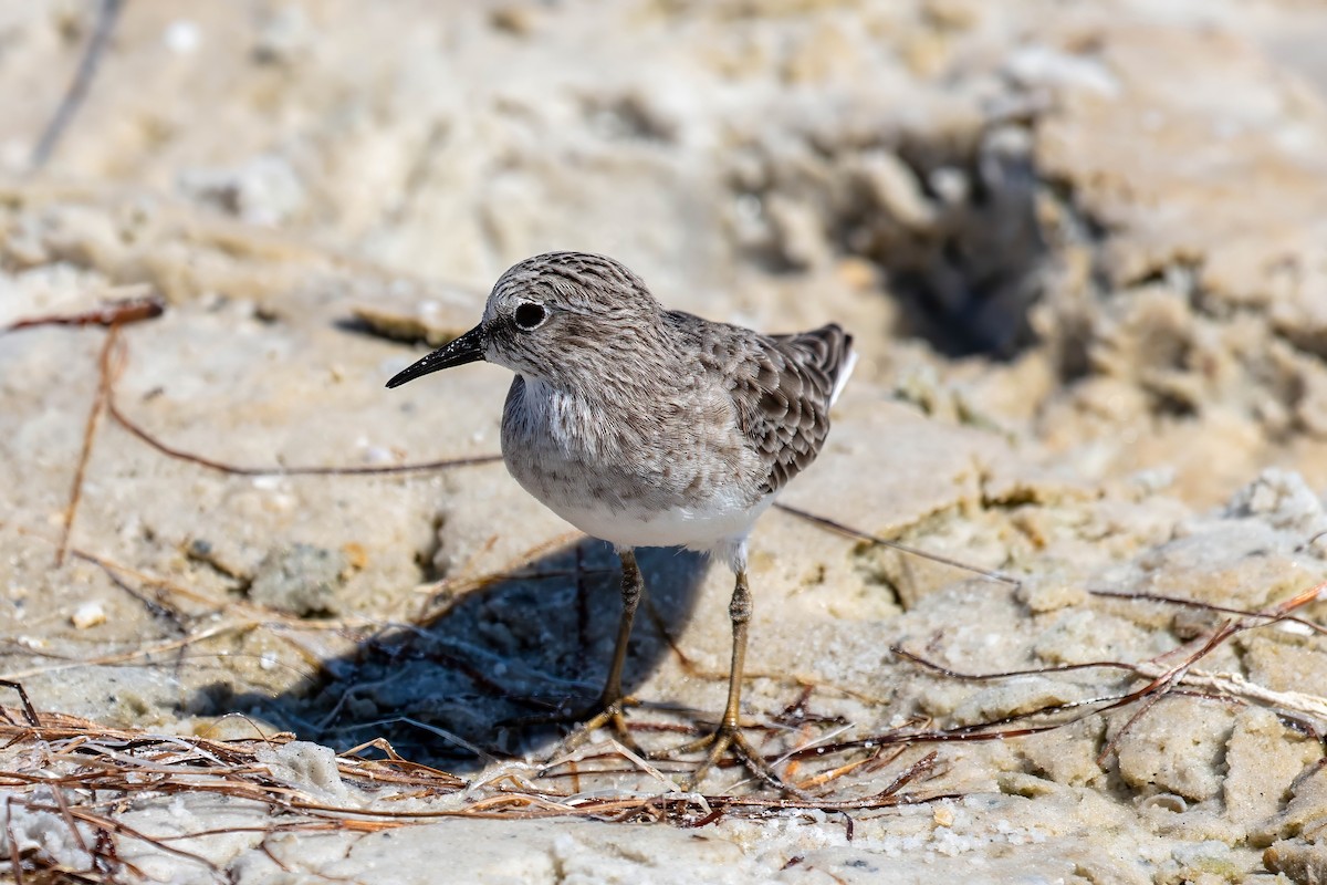 Least Sandpiper - ML642191329