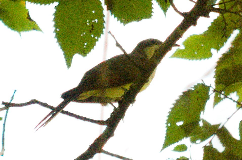 Yellow-billed Cuckoo - Zach Marshall