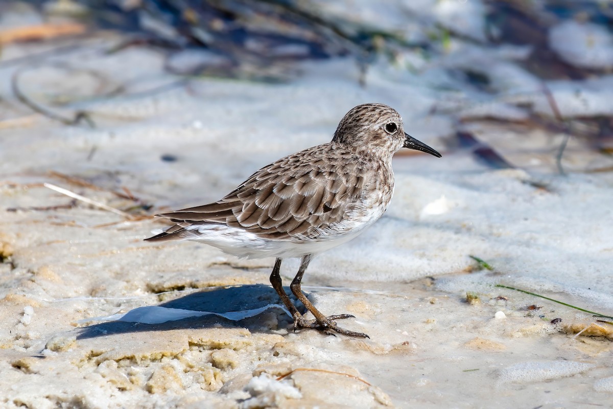 Least Sandpiper - ML642191332