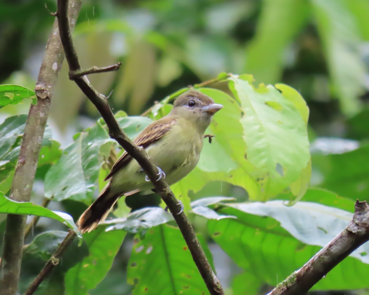 White-winged Becard - ML642191335