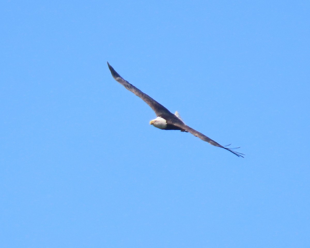 Bald Eagle - ML642191337