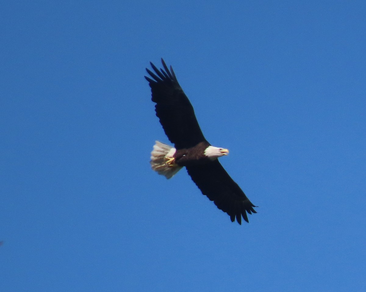 Bald Eagle - ML642191338