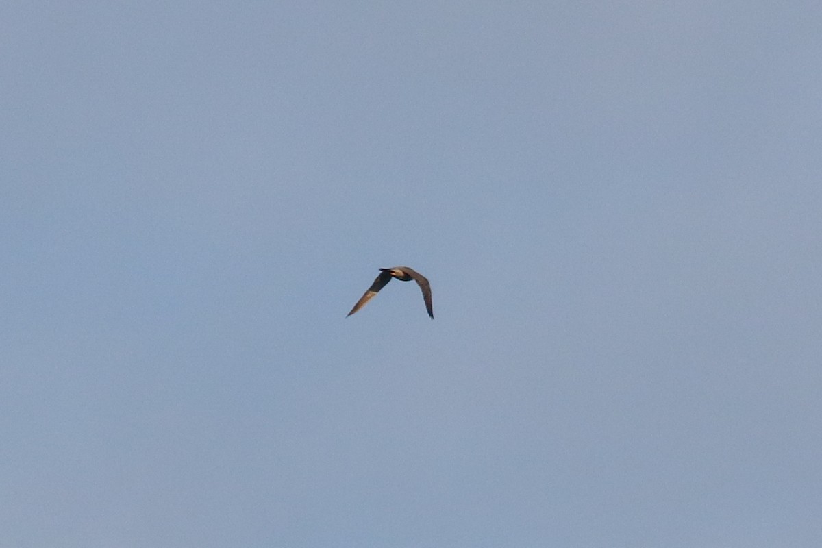 Peregrine Falcon - ML642191349