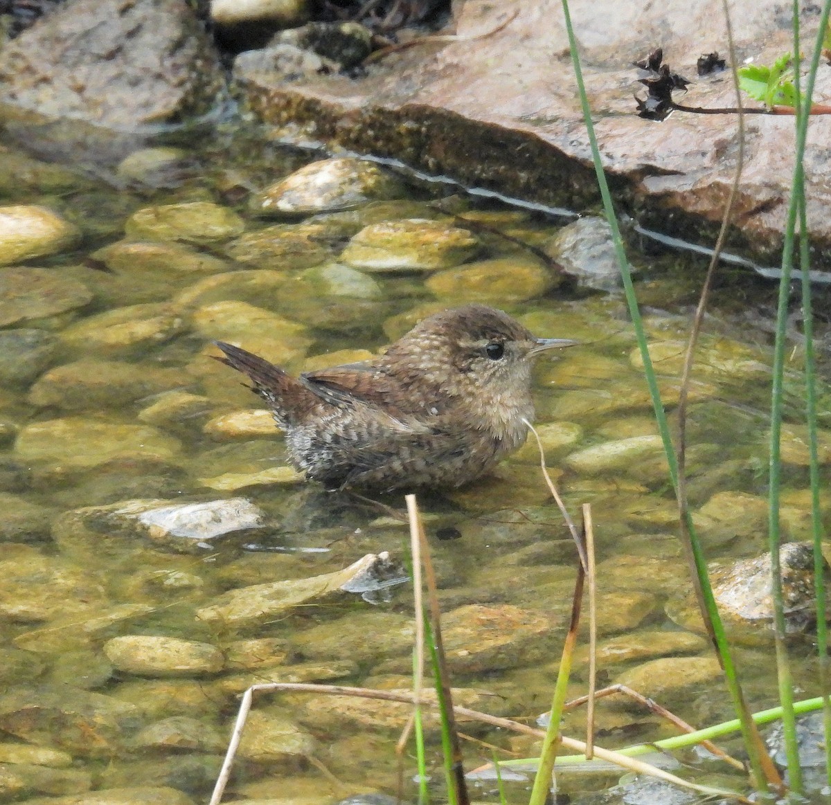 Winter Wren - ML642191354