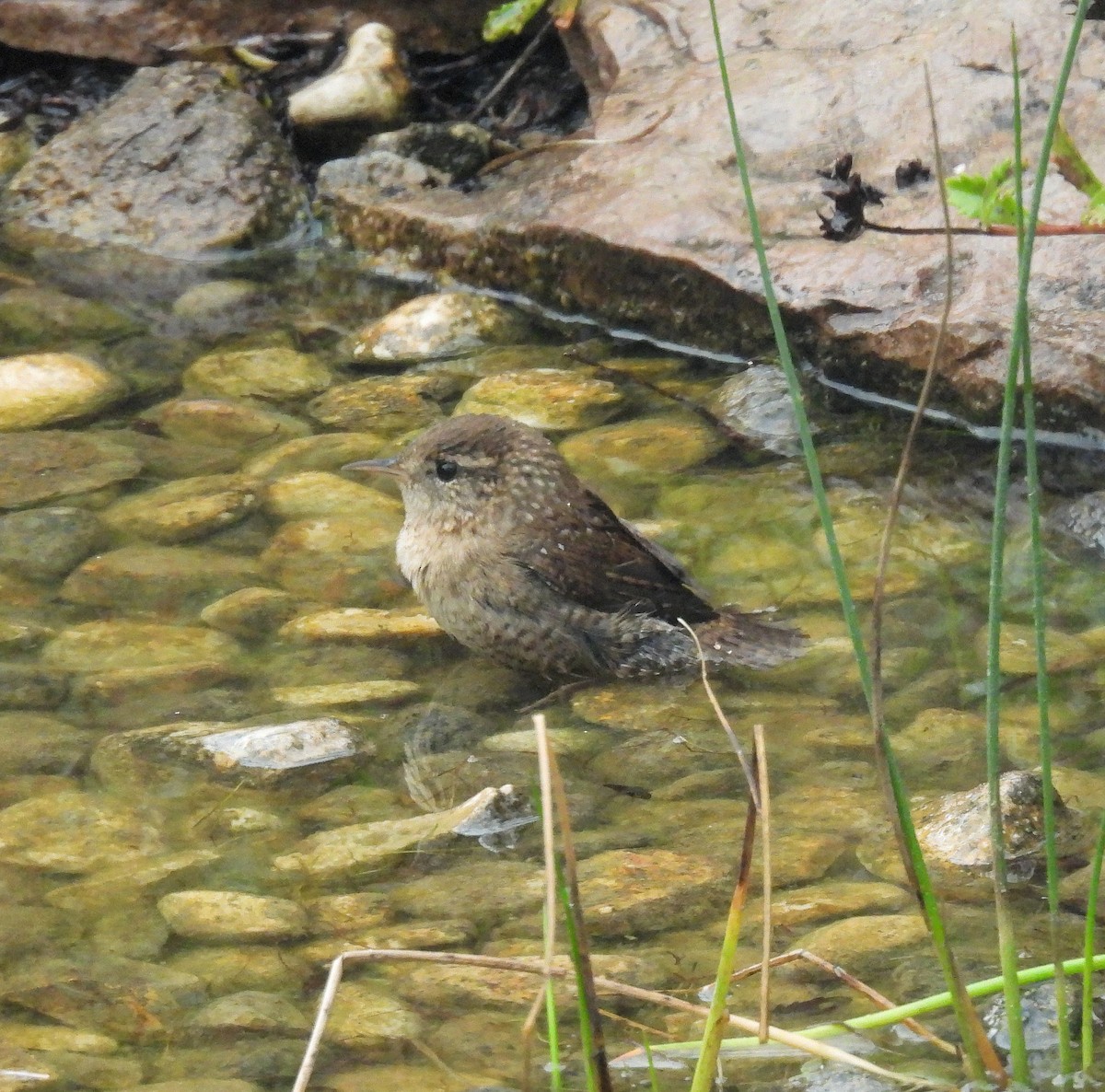 Winter Wren - ML642191355