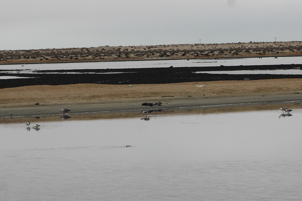 American Avocet - ML642191358