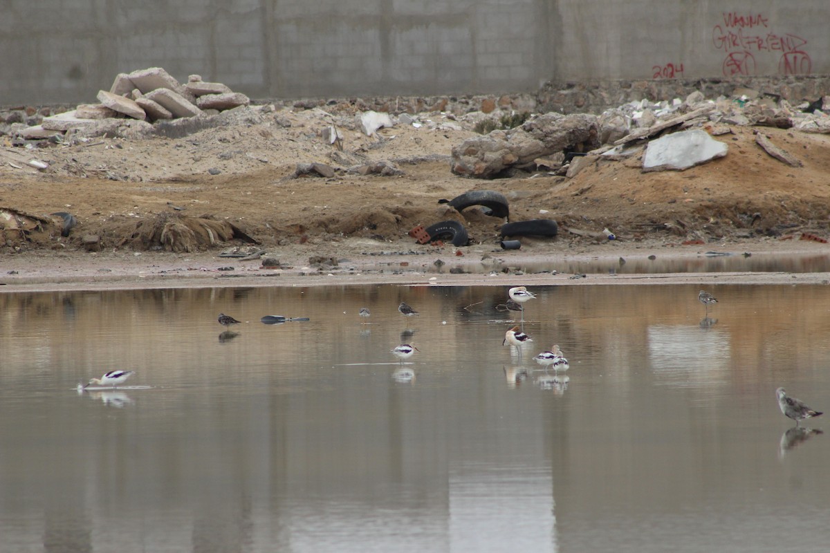 American Avocet - ML642191362