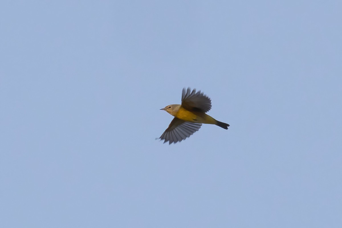 Nashville Warbler - ML642191366