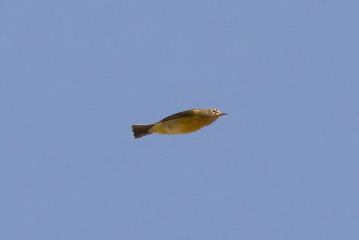 Nashville Warbler - ML642191367