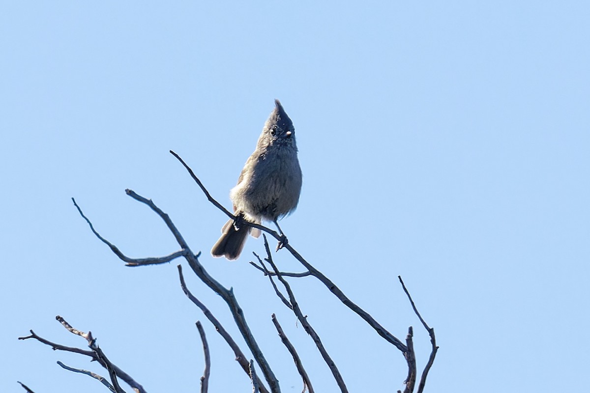 Juniper Titmouse - ML642191375
