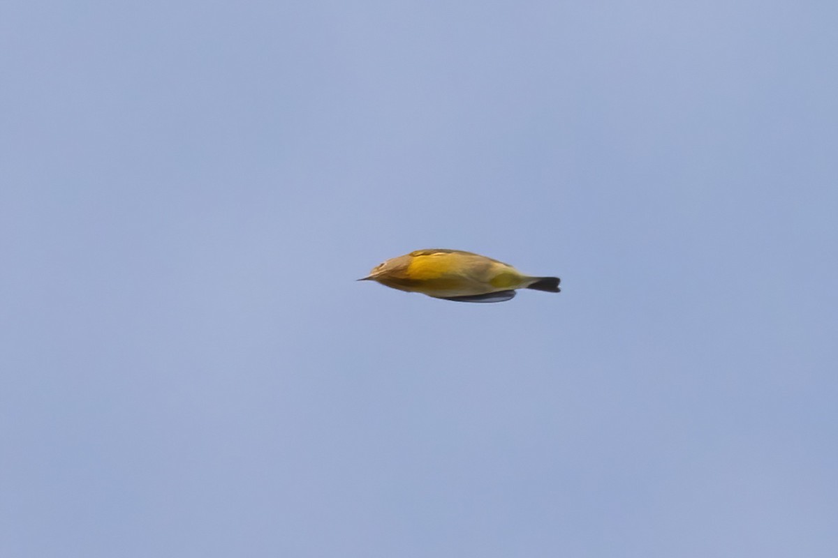 Nashville Warbler - ML642191376