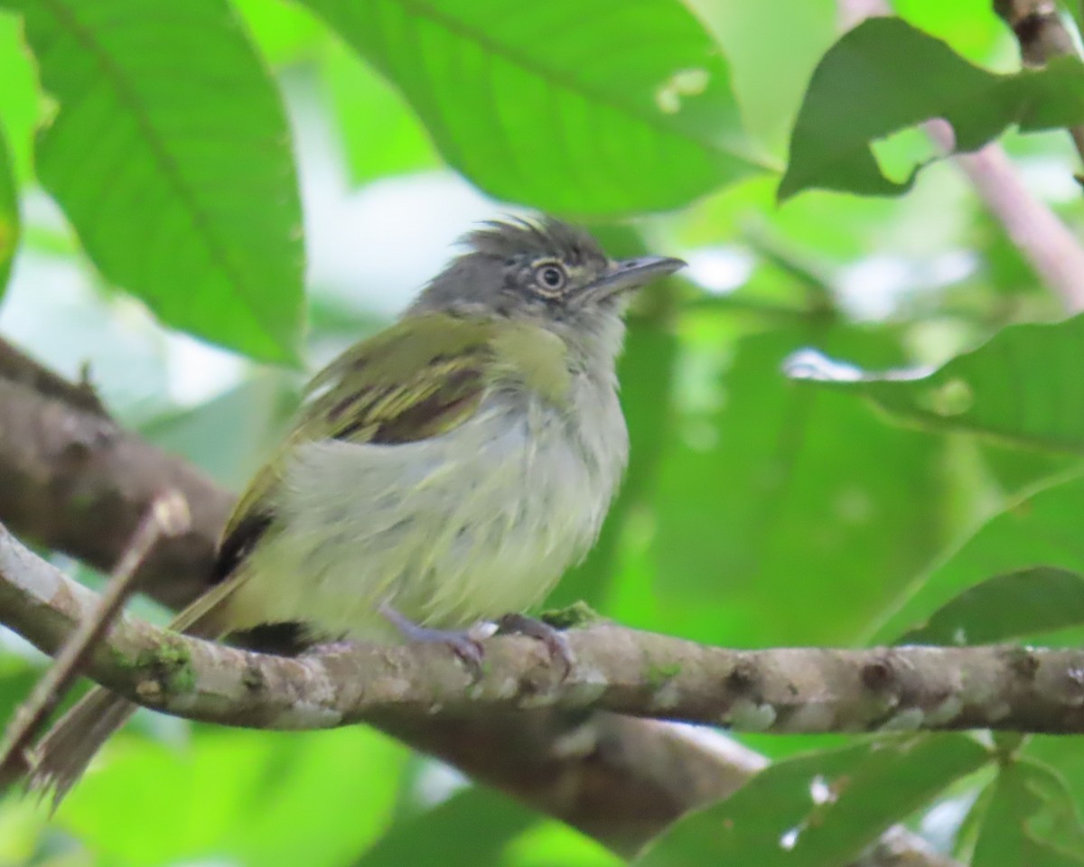 Yellow-olive Flatbill - ML642191377