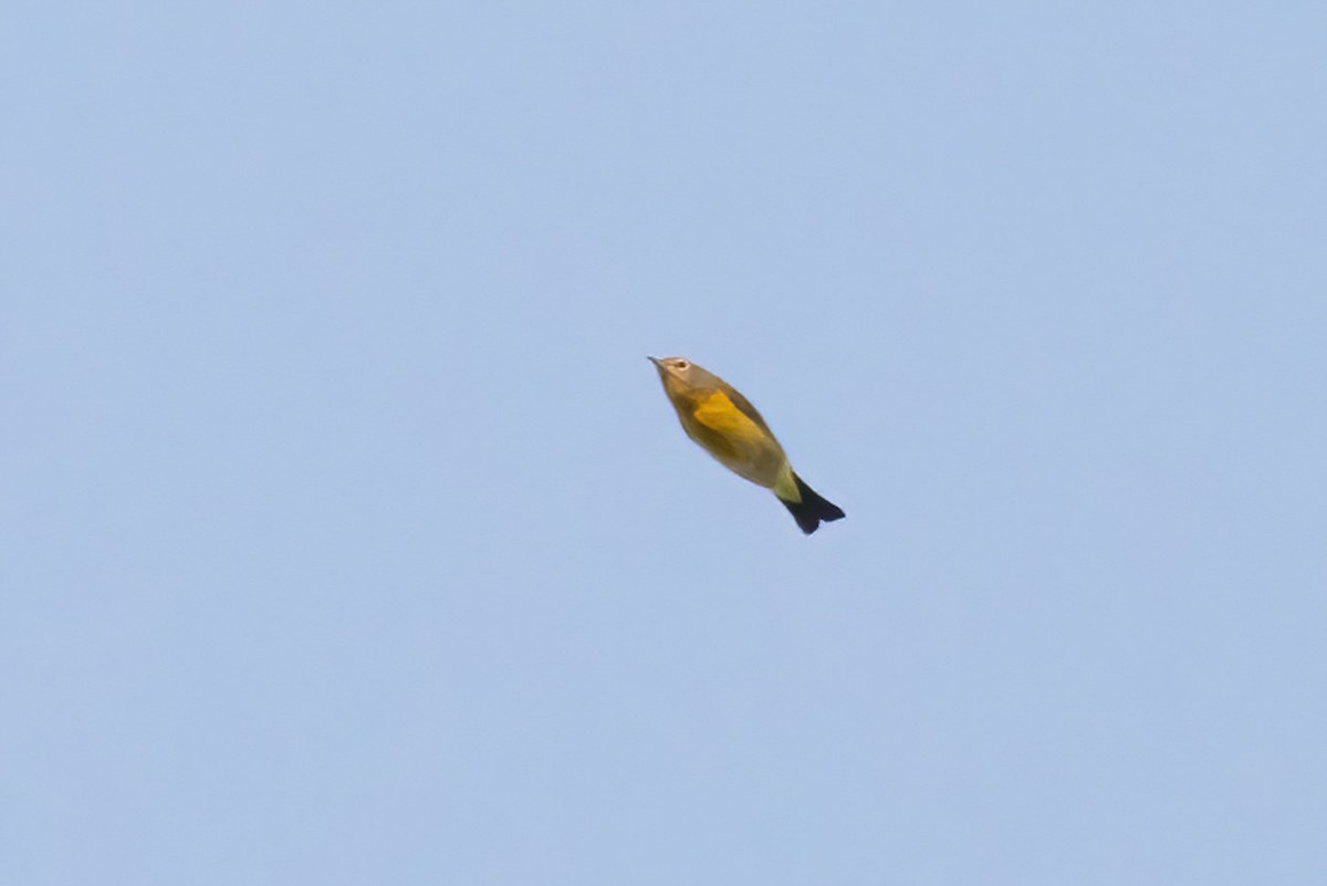Nashville Warbler - ML642191381