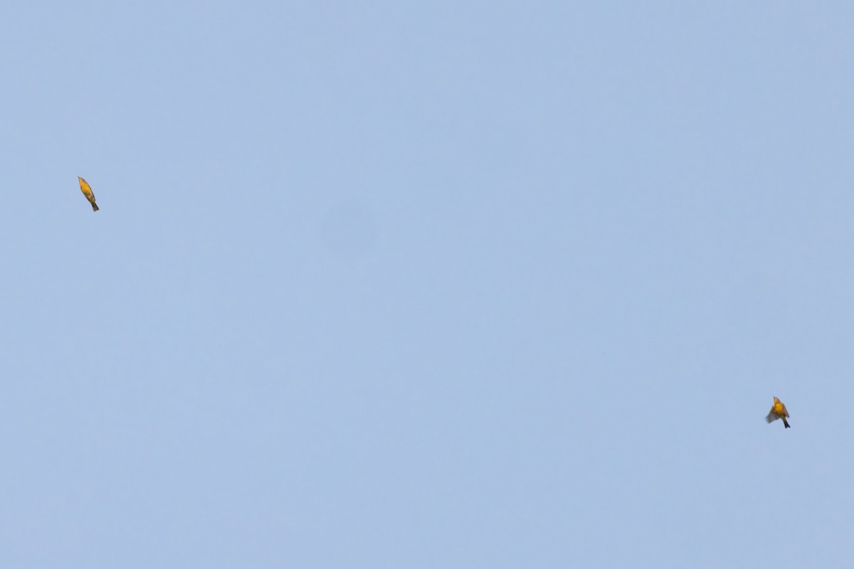 Nashville Warbler - ML642191383
