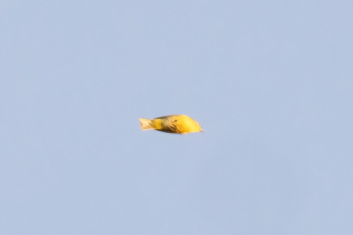 Nashville Warbler - ML642191388