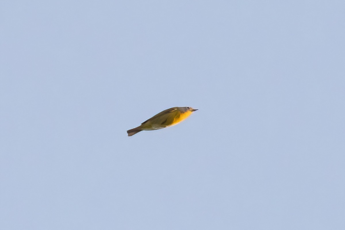 Nashville Warbler - ML642191389