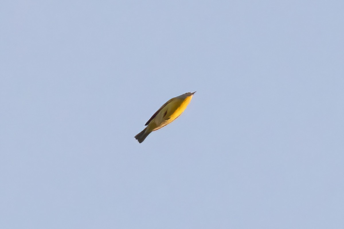 Nashville Warbler - ML642191390