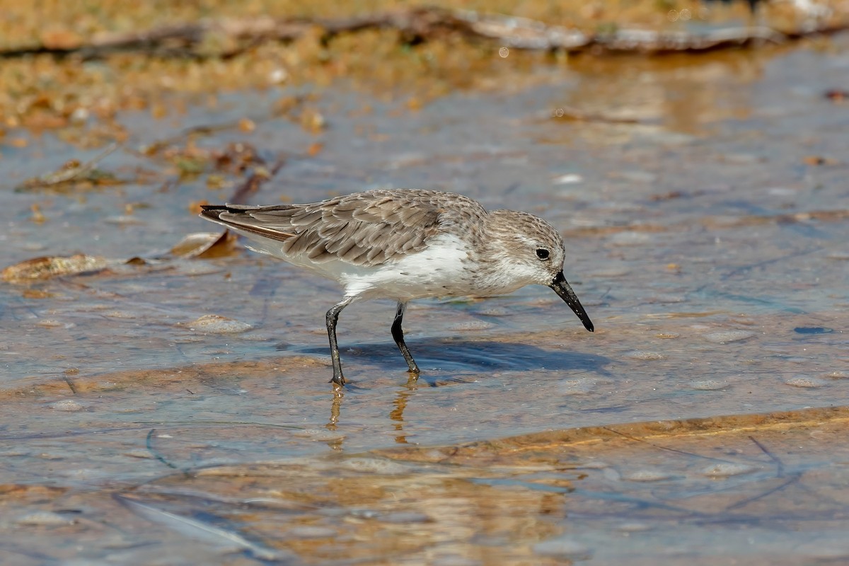 Western Sandpiper - ML642191401