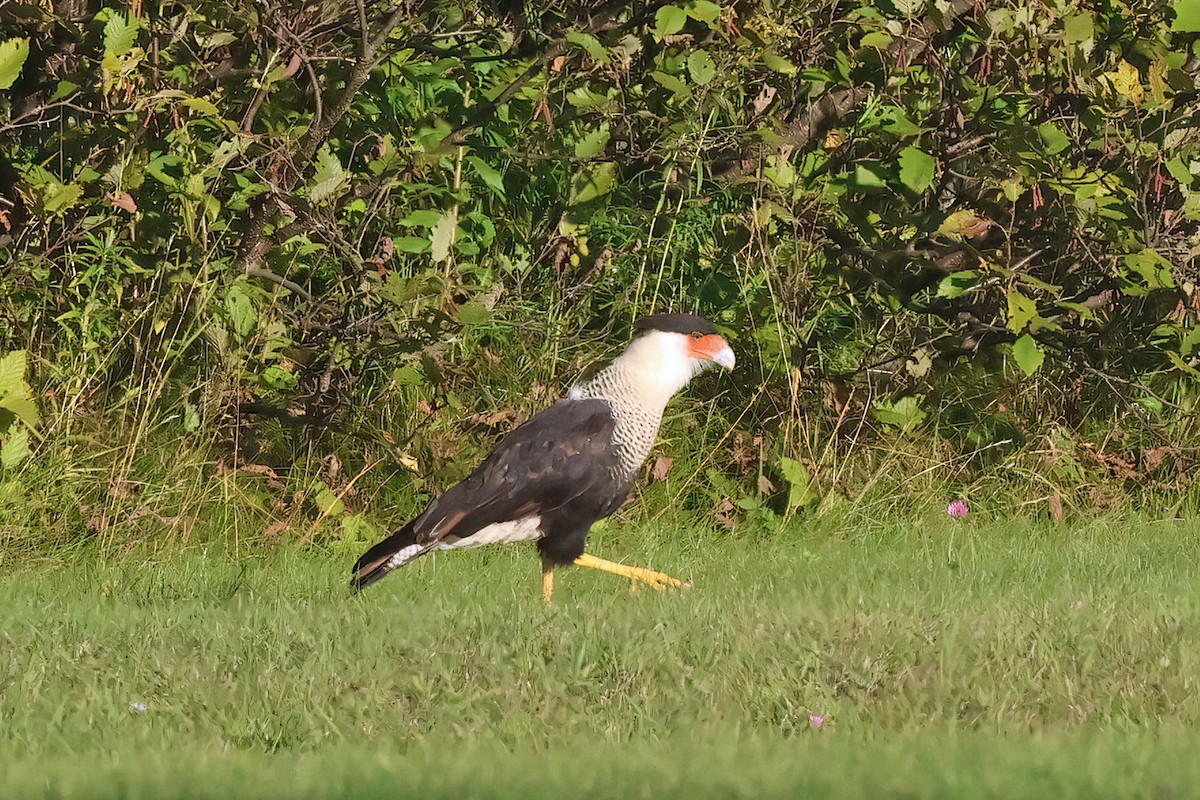 Crested Caracara (Northern) - ML642191413