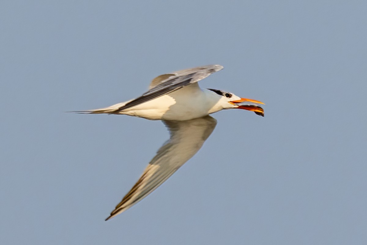 Royal Tern - ML642191420