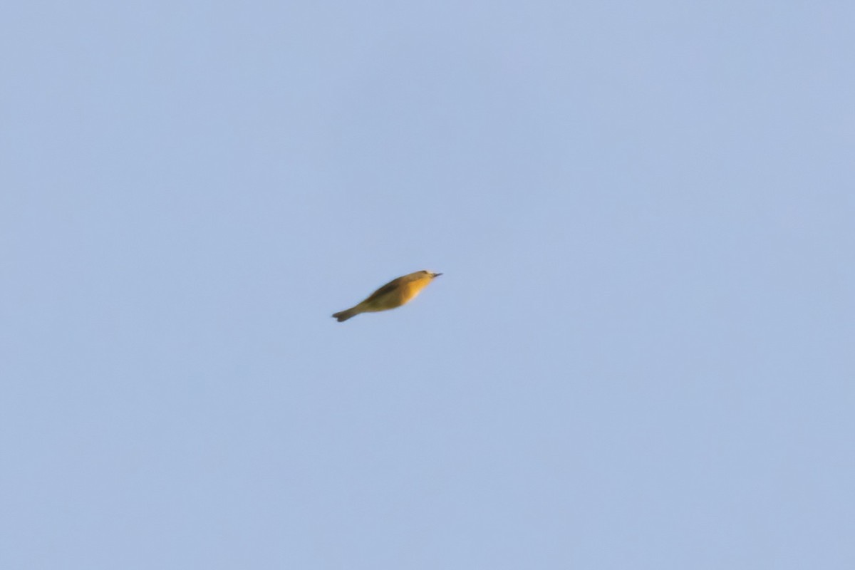 Nashville Warbler - ML642191421