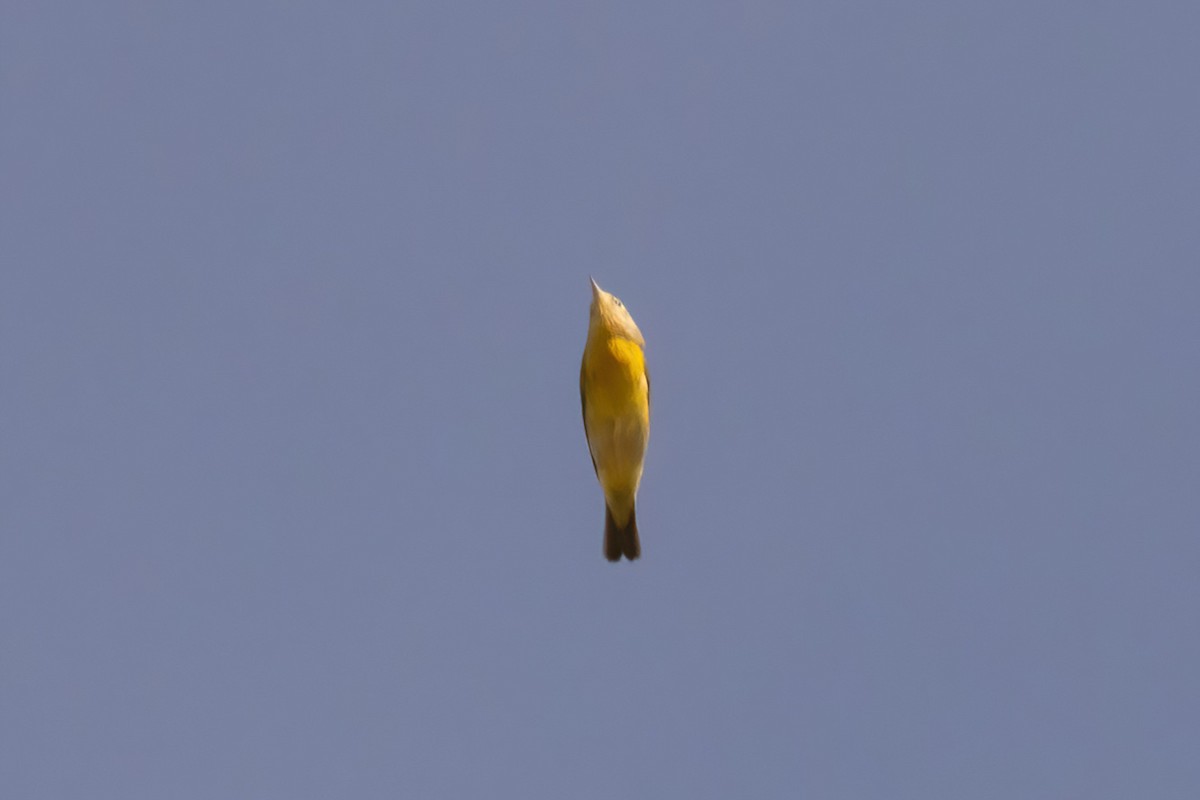 Nashville Warbler - ML642191450
