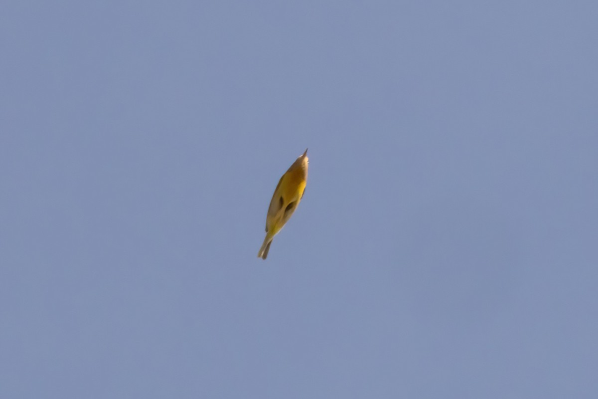 Nashville Warbler - ML642191463