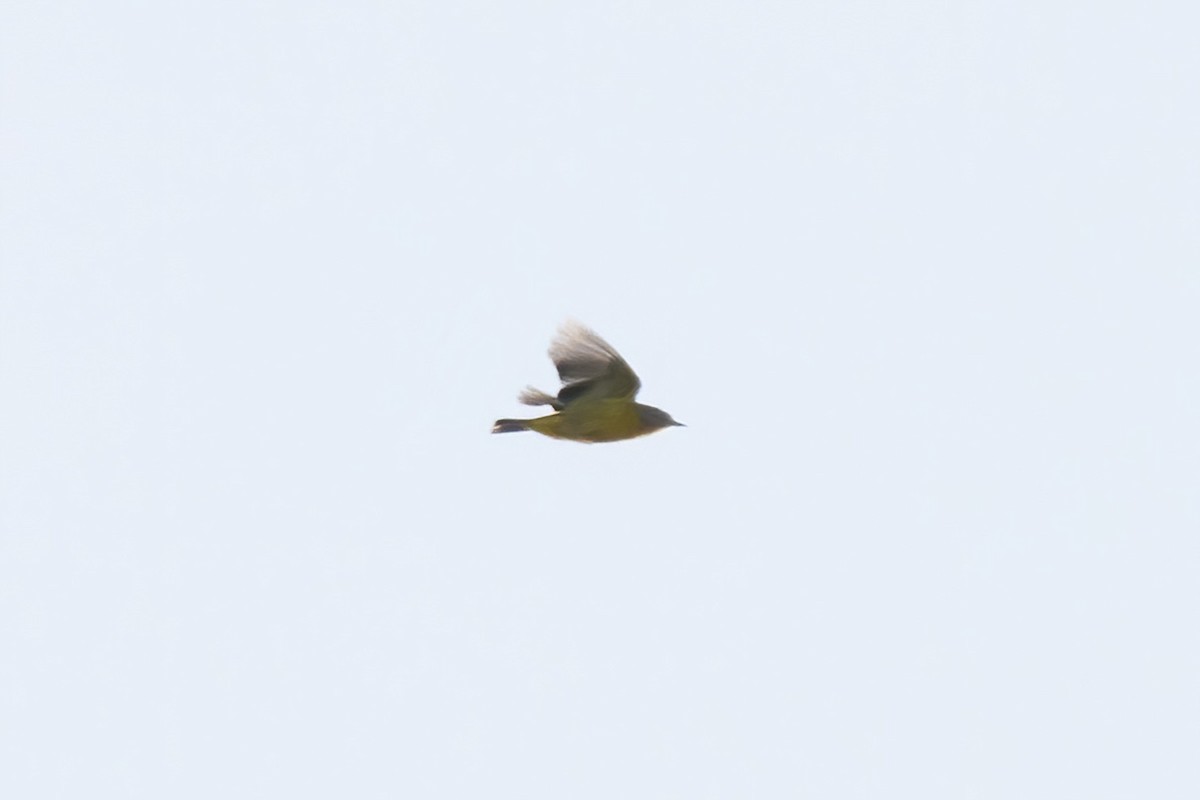 Nashville Warbler - ML642191473