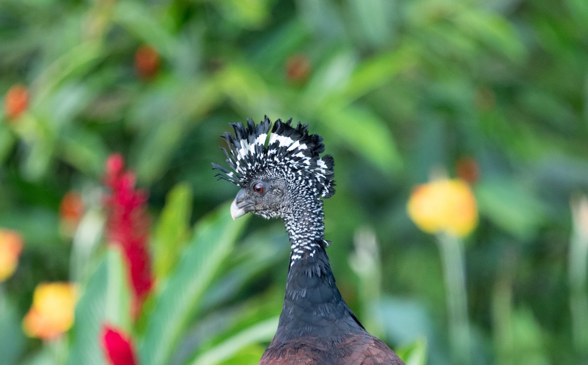Great Curassow - ML642191478