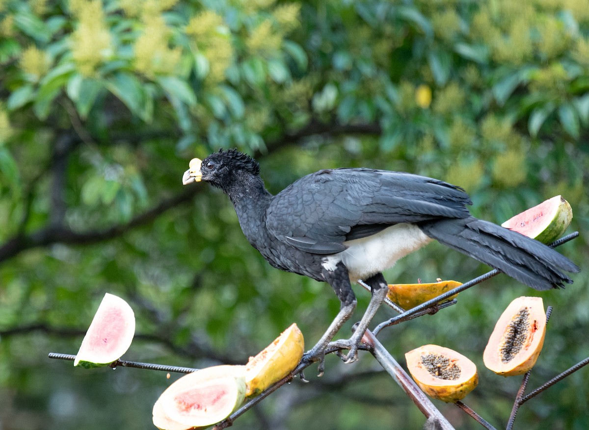 Great Curassow - ML642191479
