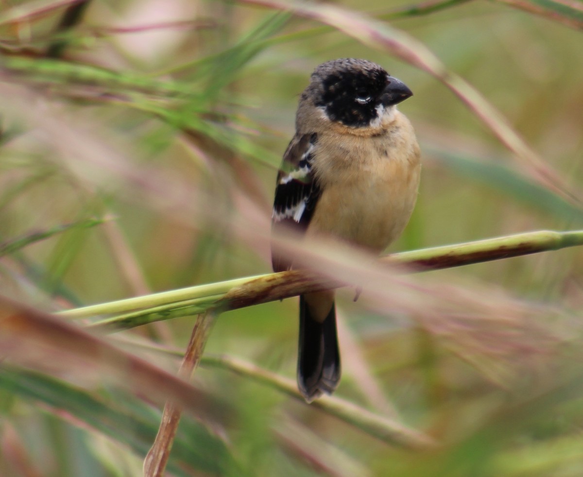 Morelet's Seedeater - ML642191480