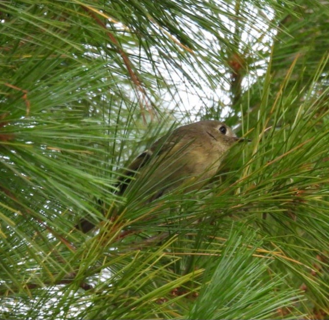 Ruby-crowned Kinglet - ML642191496