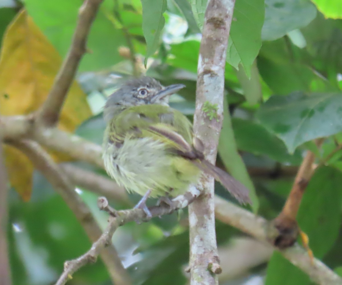 Yellow-olive Flatbill - ML642191505