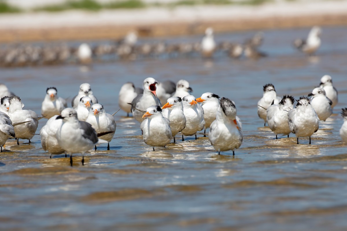 Royal Tern - ML642191506