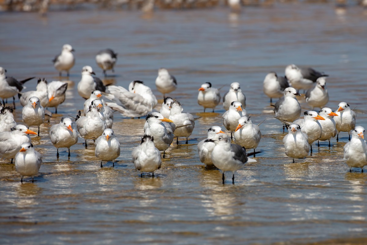 Royal Tern - ML642191507