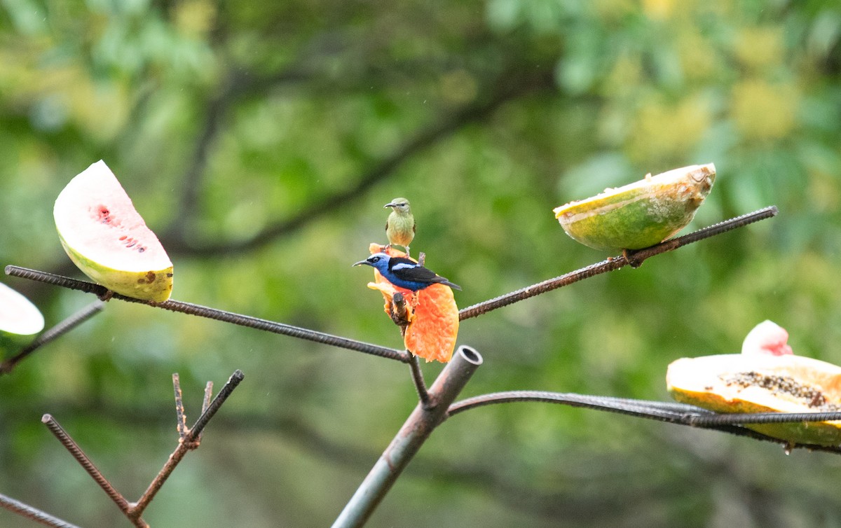Scarlet-thighed Dacnis - ML642191517
