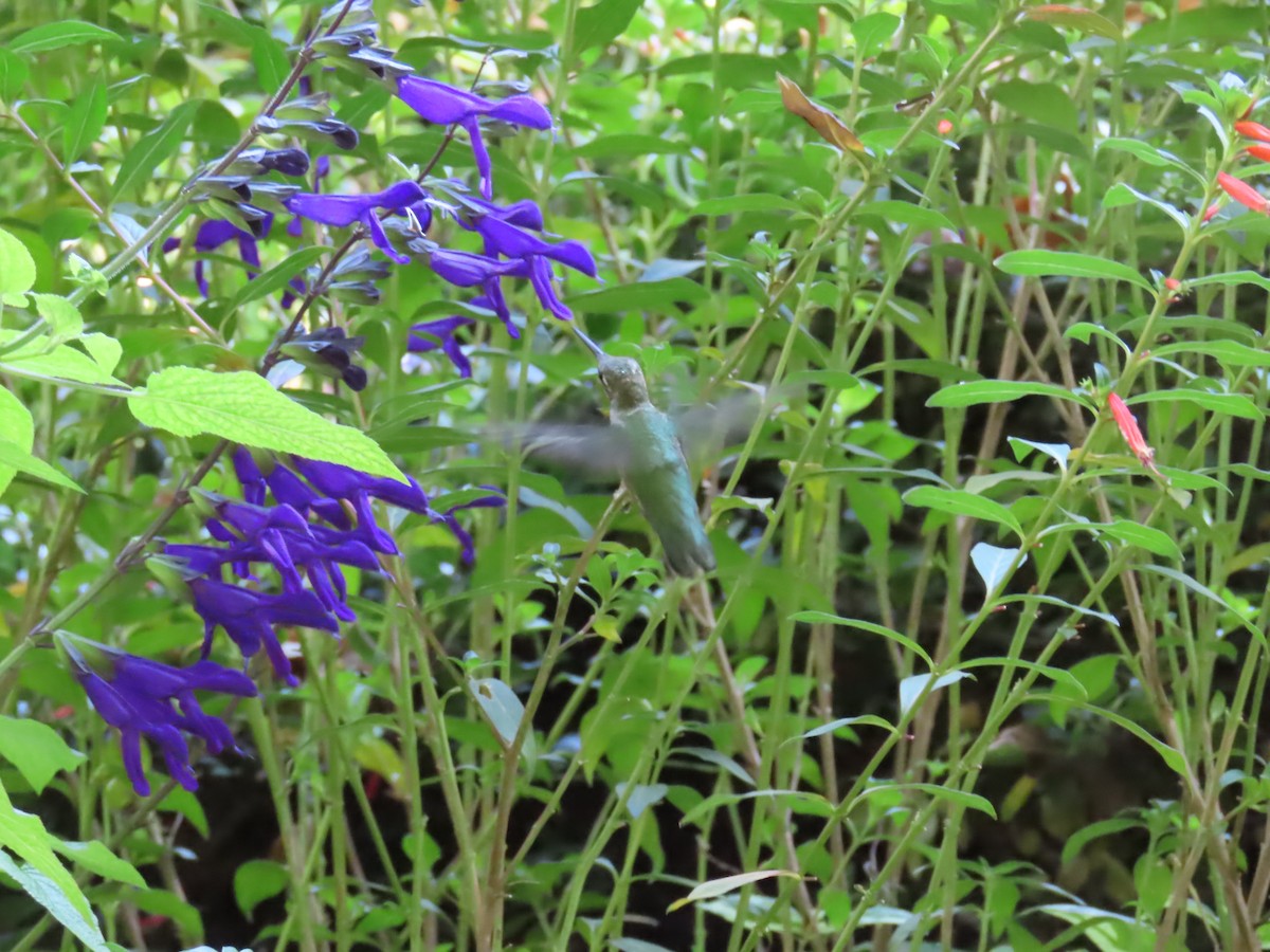 Colibri à gorge rubis - ML642191535