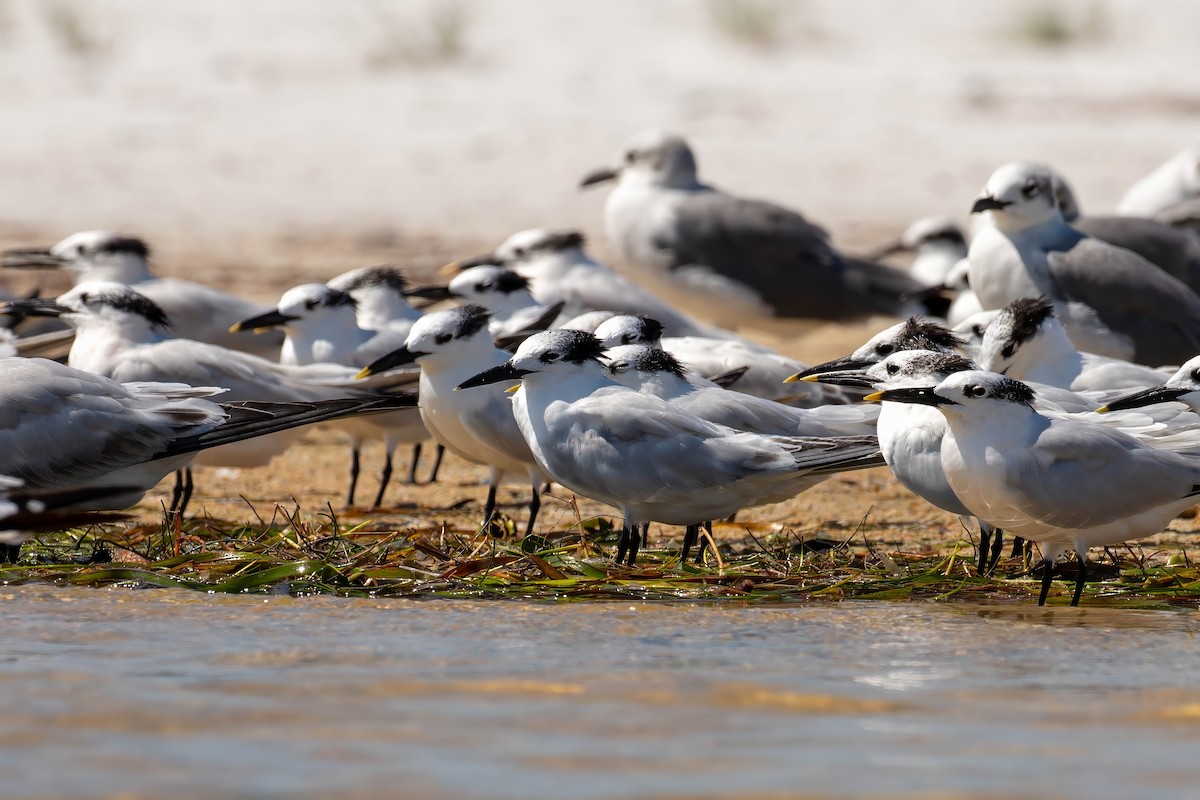 Sandwich Tern - ML642191549