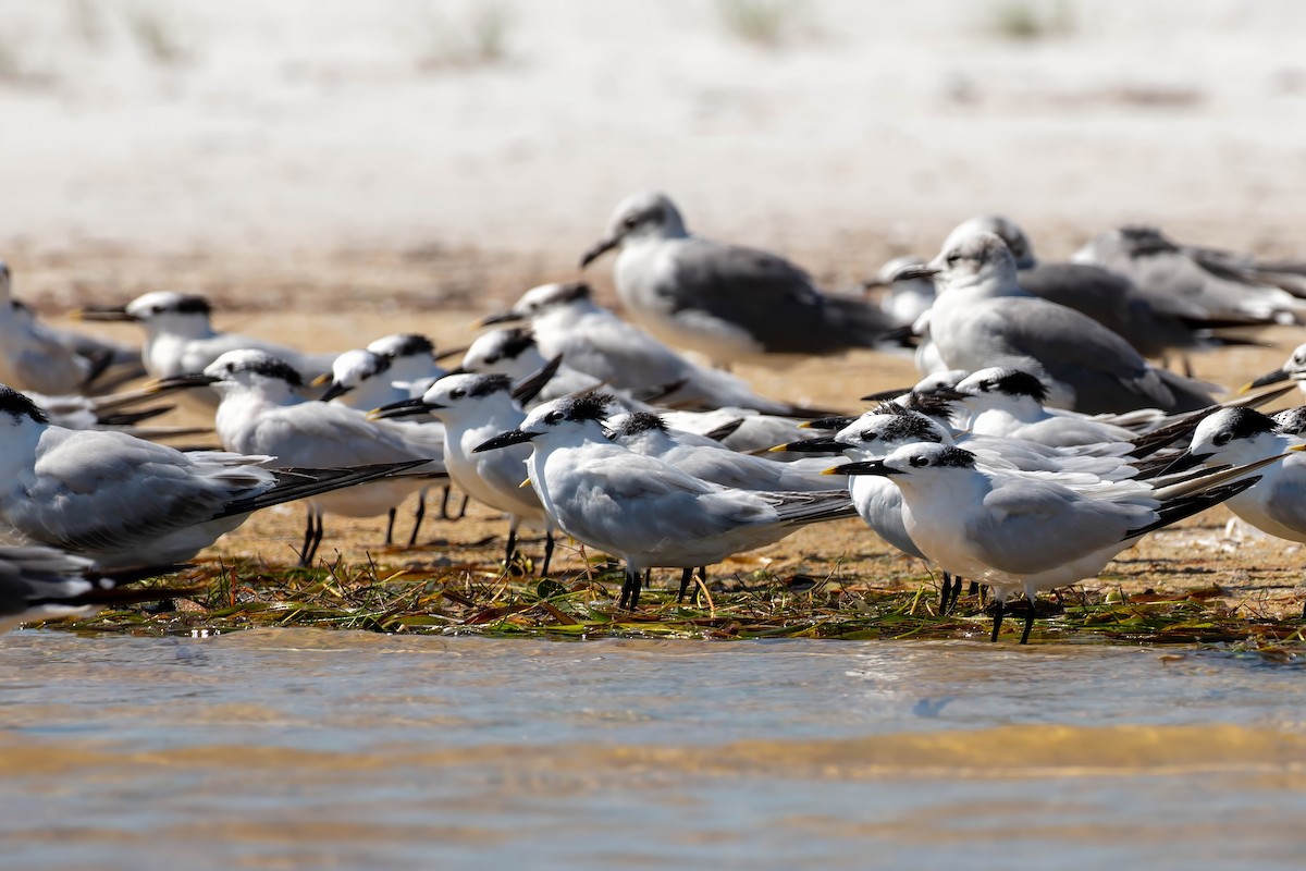 Sandwich Tern - ML642191553