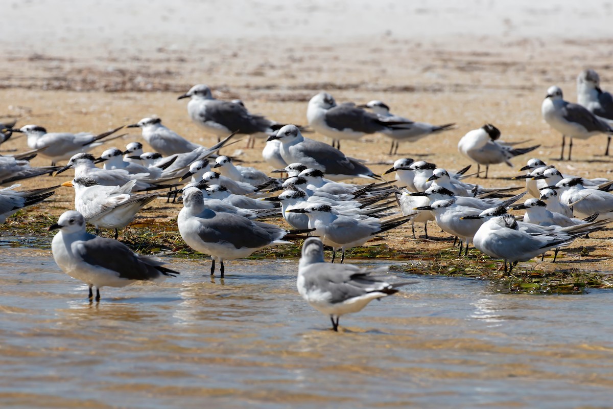 Sandwich Tern - ML642191554